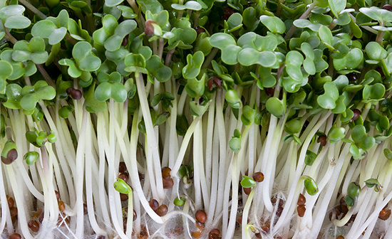 broccolisprout3