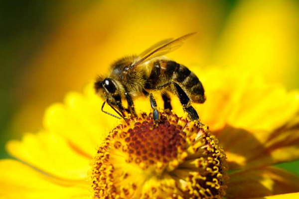 bee pollen6